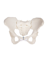 Replica pelvic model ♂ with sacrum