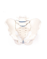 Replica Male Pelvis Model with Sacrum and 2 Lumbar Vertebrae