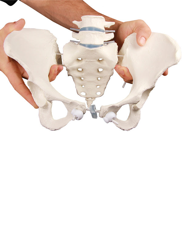 Replica Female Pelvis Model with Sacrum and 2 Lumbar Vertebrae