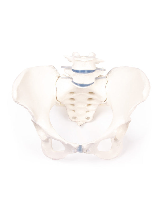 Replica Female Pelvis Model with Sacrum and 2 Lumbar Vertebrae