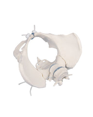 Replica Female Pelvis Model with 2 Lumbar Vertebrae, Flexible
