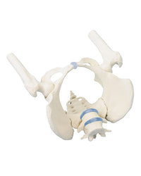 Replica Female Pelvis Model with Sacrum, 2 Lumbar Vertebrae and Femoral Stumps