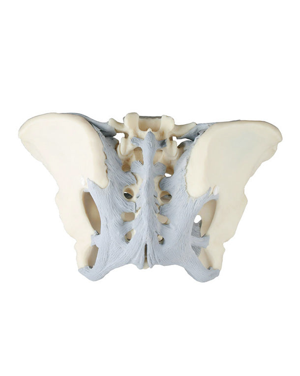 Replica Female Pelvis Model with Ligamentous Apparatus