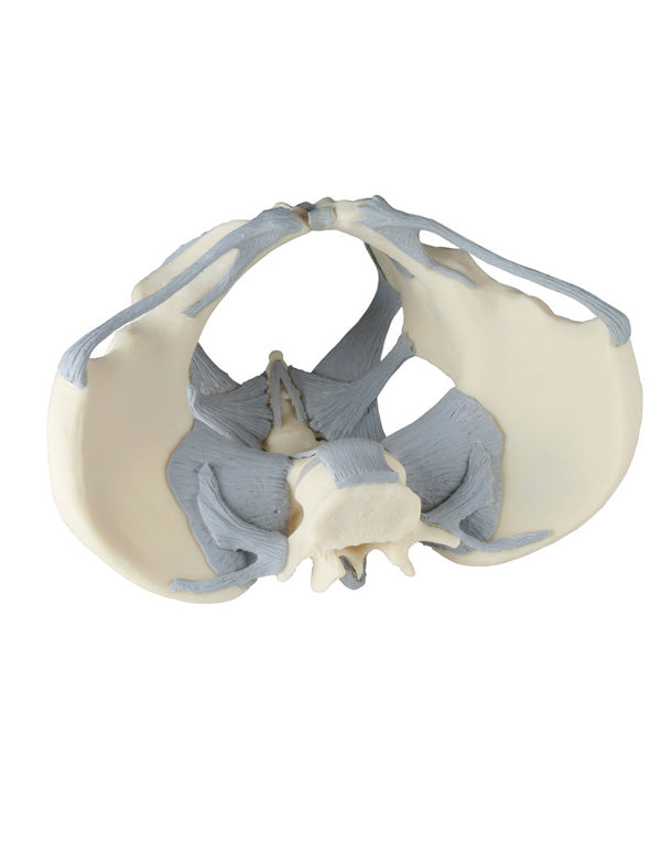 Replica Female Pelvis Model with Ligamentous Apparatus