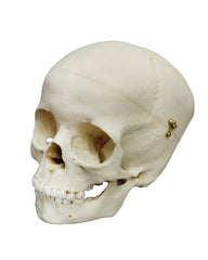 Replica child skull, 5-year-old