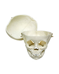Replica child skull, 12 months