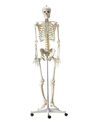 replica skeleton "Martin"