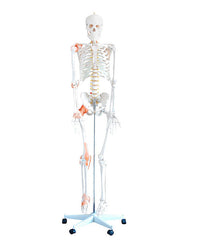 Replica Skeleton "Bruno" movable, with flexible spine