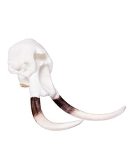 SKULLIES Crânes d'éléphants miniatures