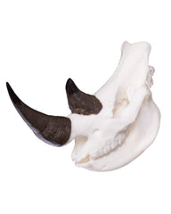 Crâne de rhinocéros miniature SKULLIES