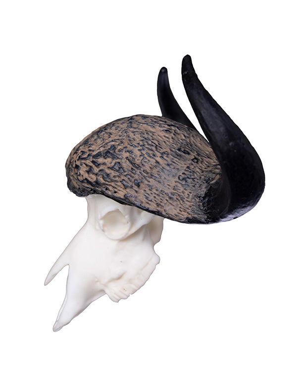 SKULLIES Miniature Cape Buffalo Skull
