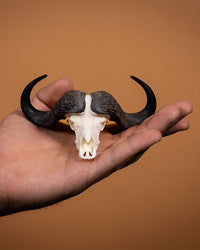SKULLIES Miniature Cape Buffalo Skull