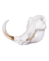 Crâne de phacochère miniature SKULLIES
