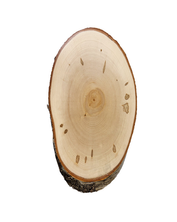 Panneau trophée en bouleau 32x18cm