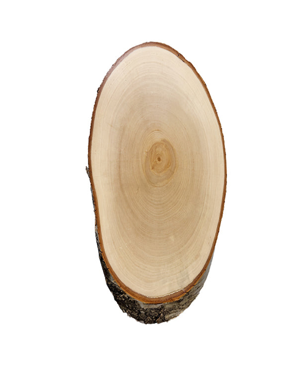 birch trophy shield 40x21cm