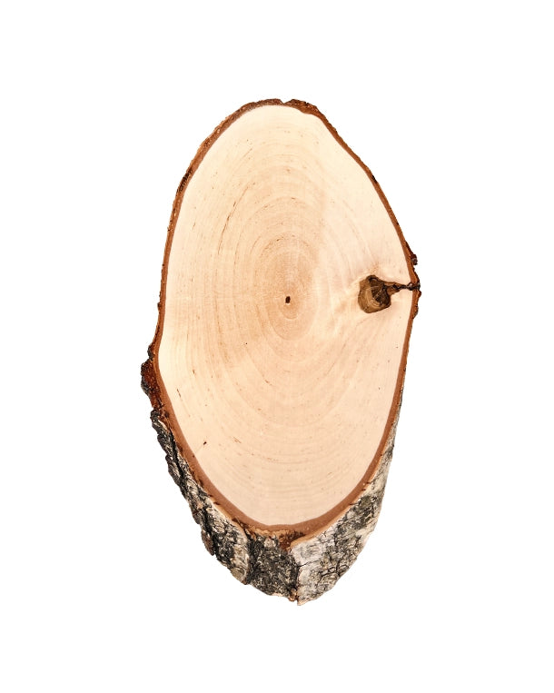 Plaque trophée bouleau 22x12cm