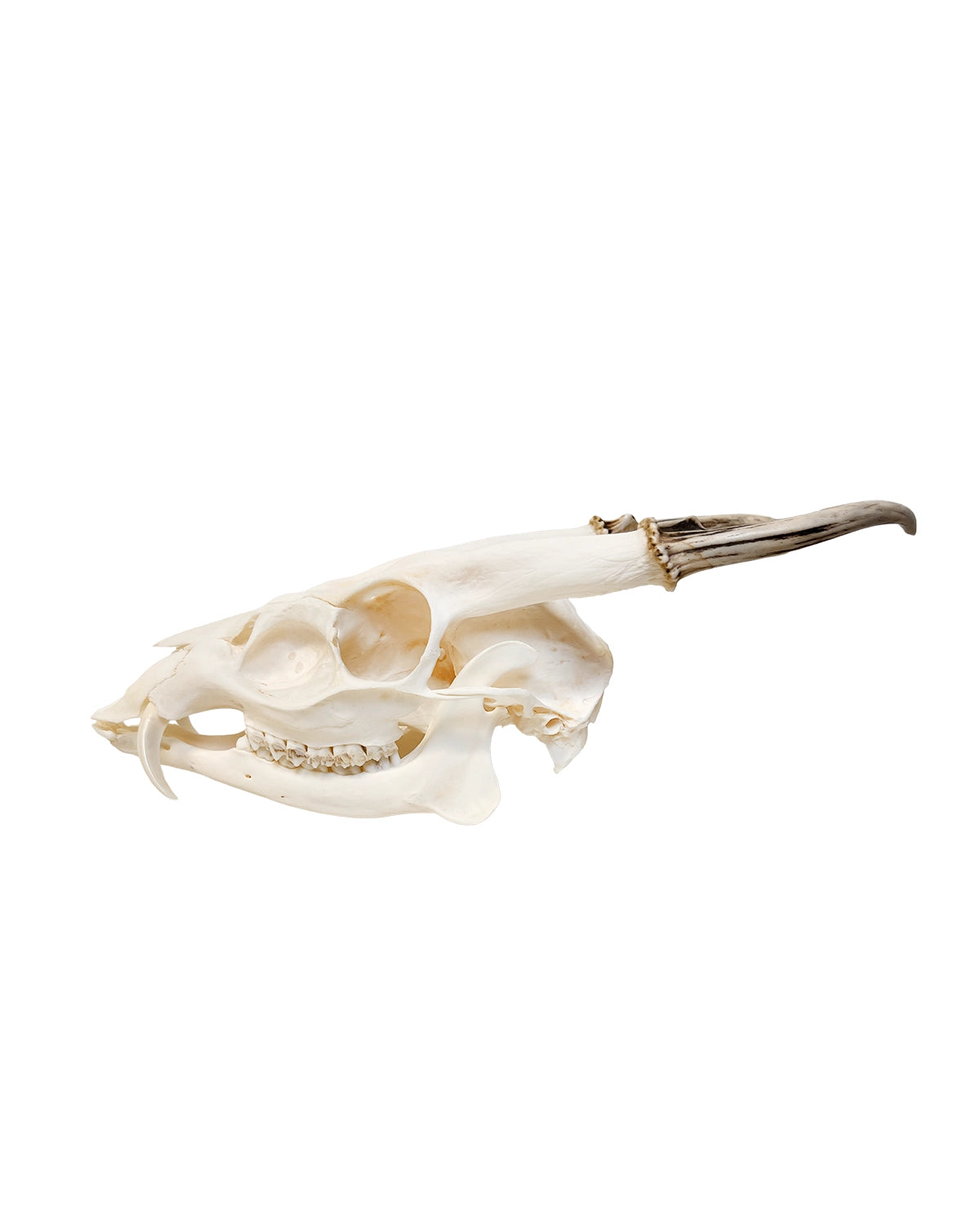 Muntjak Schädel kaufen – professionell präparierter Trophäenschädel vom Muntjak bei SwissSkulls, hochwertige Jagdtrophäe für Sammler und Jäger