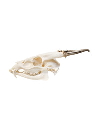 Muntjak Schädel kaufen – professionell präparierter Trophäenschädel vom Muntjak bei SwissSkulls, hochwertige Jagdtrophäe für Sammler und Jäger