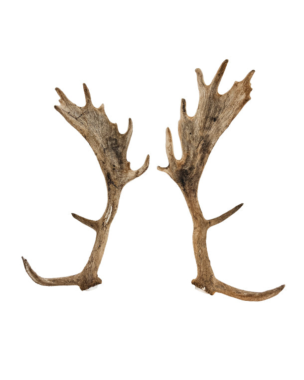 Real fallow deer shovel pair in raffia