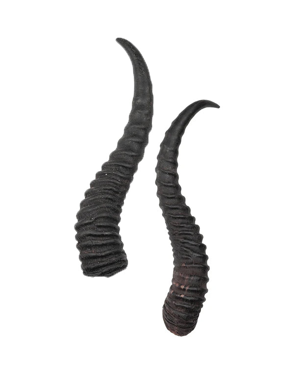 De vraies cornes de springbok