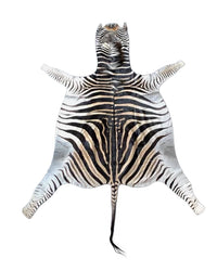 Exklusive Zebrafelle kaufen bei SWISSskulls – hochwertige afrikanische Zebrafelle als dekorative Naturfelle in Premium-Qualität.