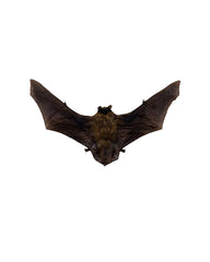 Véritable spécimen de chauve-souris