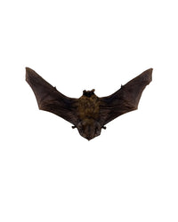 Véritable spécimen de chauve-souris
