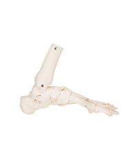 Replica foot skeleton with tibia and fibula attachment, movably mounted