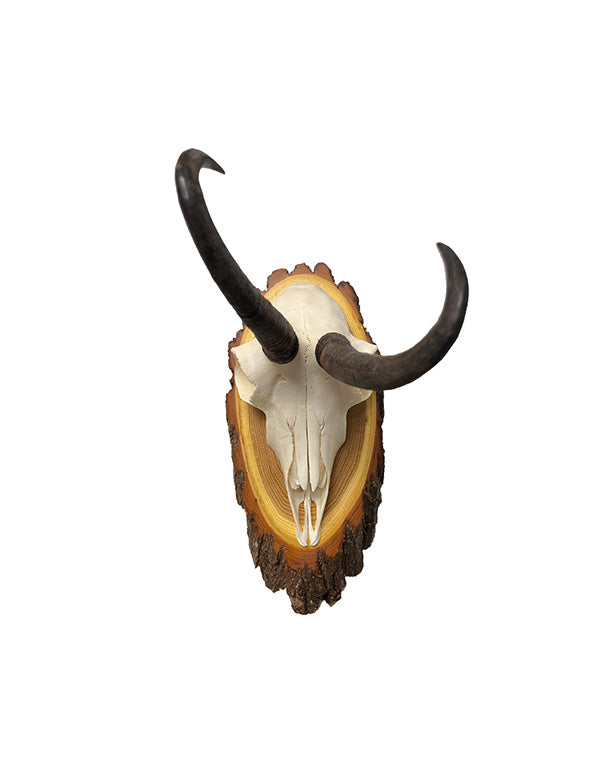 Abnormale Gams Trophäe