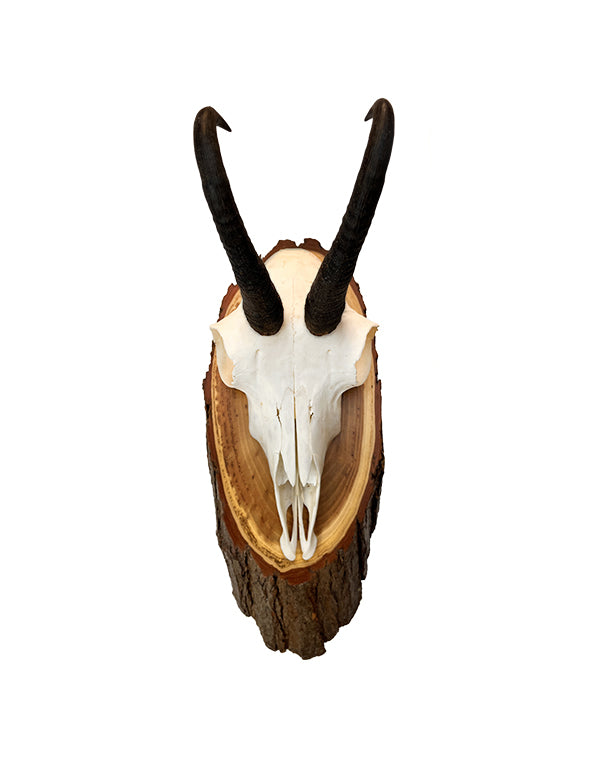 Gams Trophäe auf Akazien Schild