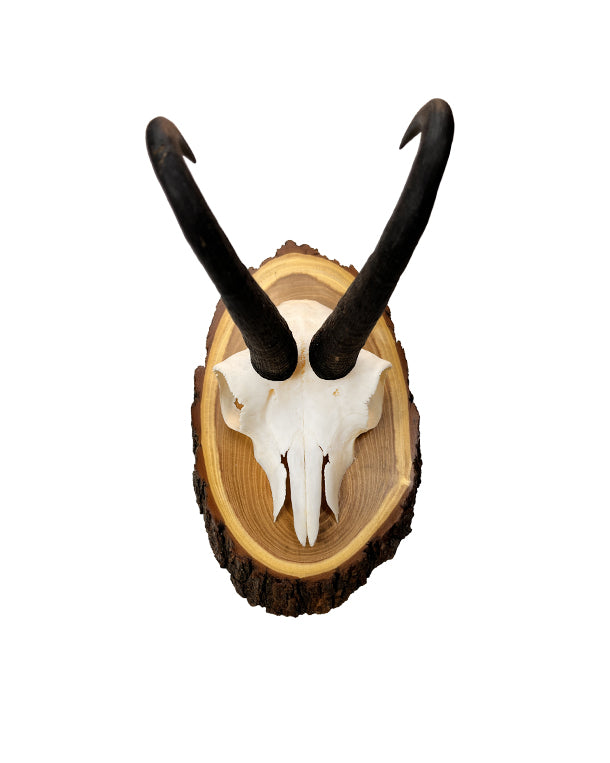 Gams Trophäe auf Akazien Schild