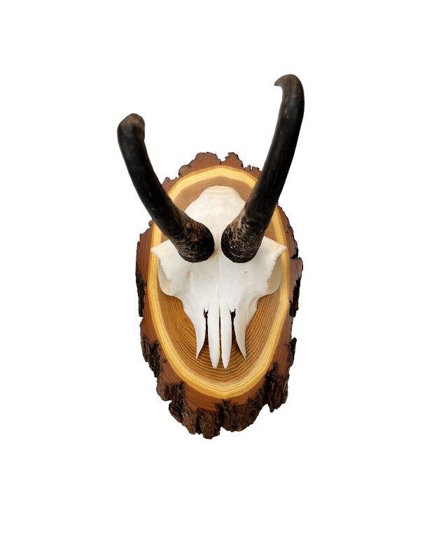 Gams Trophäe auf Akazien Schild