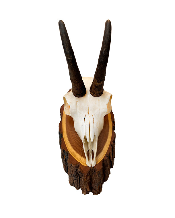 Gams Trophäe auf Akazien Schild