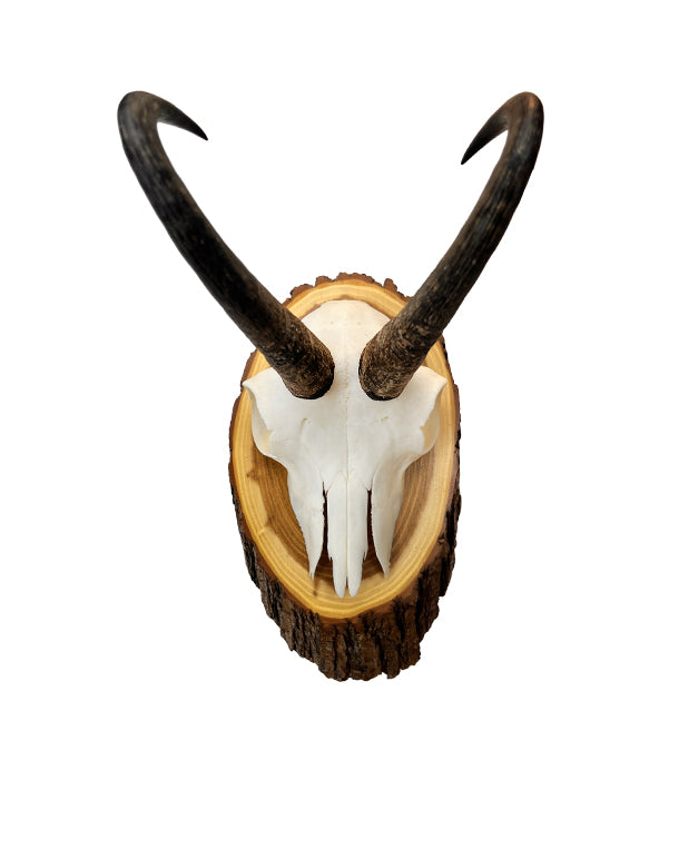 Real chamois trophy
