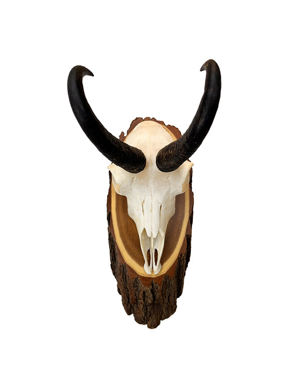 Gams Trophäe auf Akazien Schild