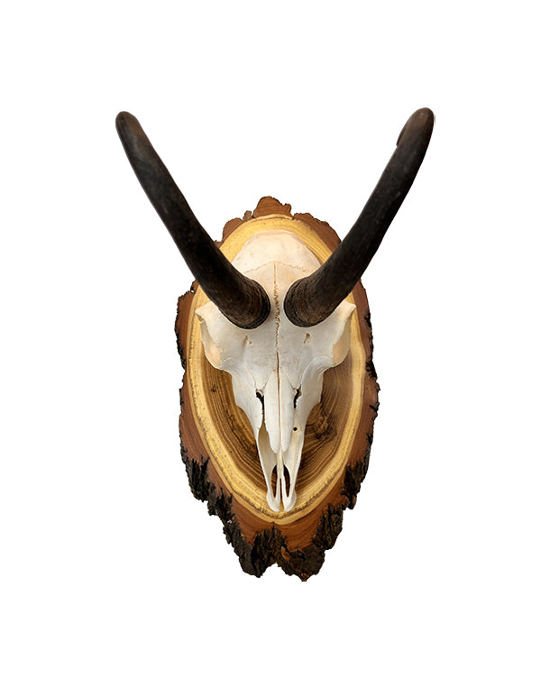 Gams Trophäe auf Akazien Schild