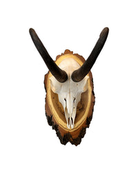 Gams Trophäe auf Akazien Schild