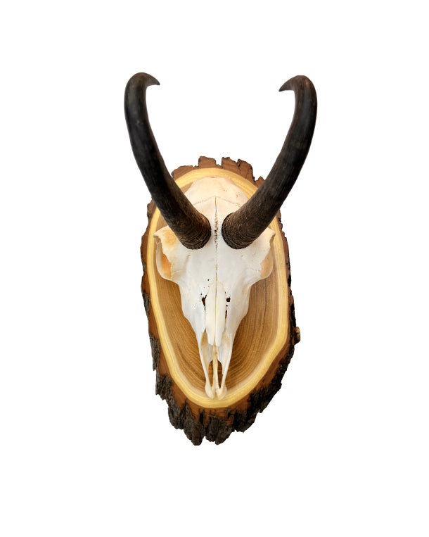 Gams Trophäe auf Akazien Schild