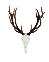 Rothirsch Geweih kaufen – exklusive Hirschgeweihe und Jagdtrophäen bei SWISSskulls online bestellen