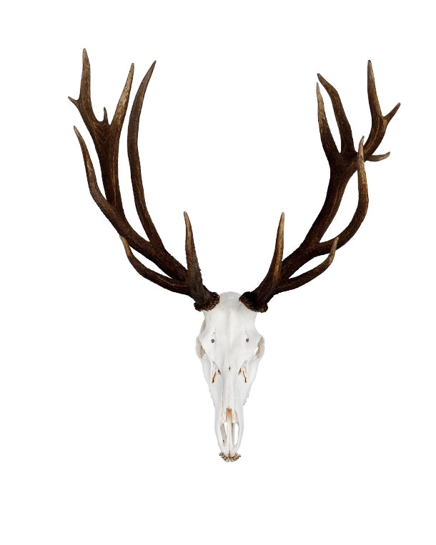 Rothirsch Geweih kaufen – exklusive Hirschgeweihe und Jagdtrophäen bei SWISSskulls online bestellen
