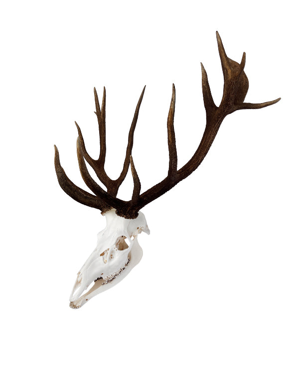 Rothirsch Geweih kaufen – exklusive Hirschgeweihe und Jagdtrophäen bei SWISSskulls online bestellen