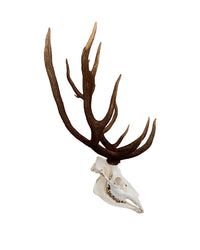 Rothirsch Geweih kaufen – exklusive Hirschgeweihe und Jagdtrophäen bei SWISSskulls online bestellen