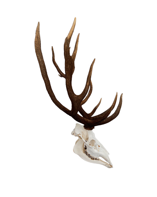 Rothirsch Geweih kaufen – exklusive Hirschgeweihe und Jagdtrophäen bei SWISSskulls online bestellen