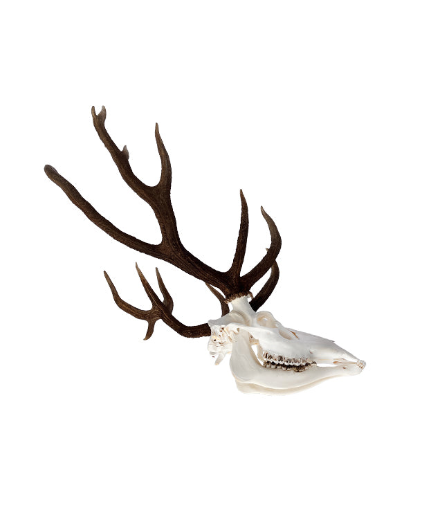 Rothirsch Geweih kaufen – exklusive Hirschgeweihe und Jagdtrophäen bei SWISSskulls online bestellen