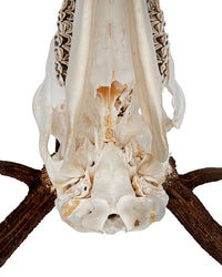 Rothirsch Geweih kaufen – exklusive Hirschgeweihe und Jagdtrophäen bei SWISSskulls online bestellen