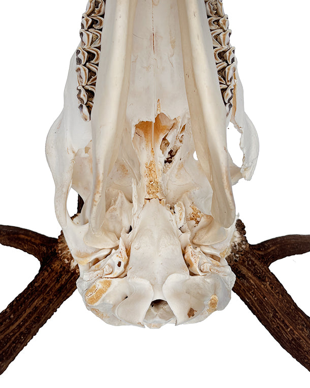 Rothirsch Geweih kaufen – exklusive Hirschgeweihe und Jagdtrophäen bei SWISSskulls online bestellen