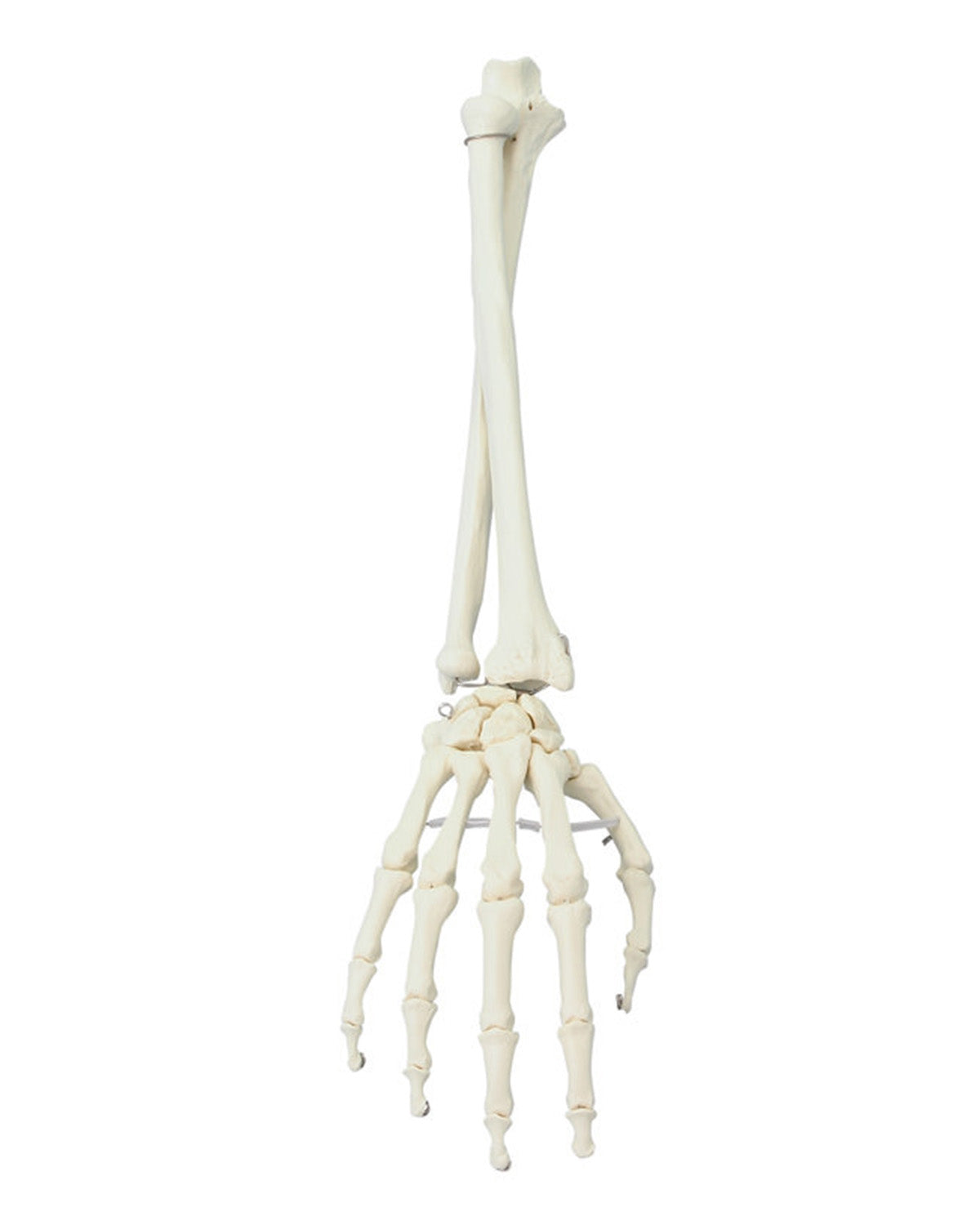 Handmodell