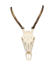 Rothirschspiesser Schädel