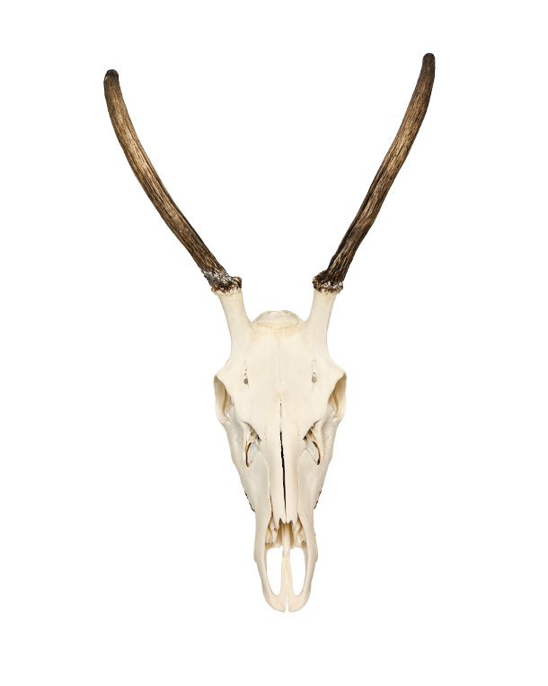 Rothirschspiesser Schädel