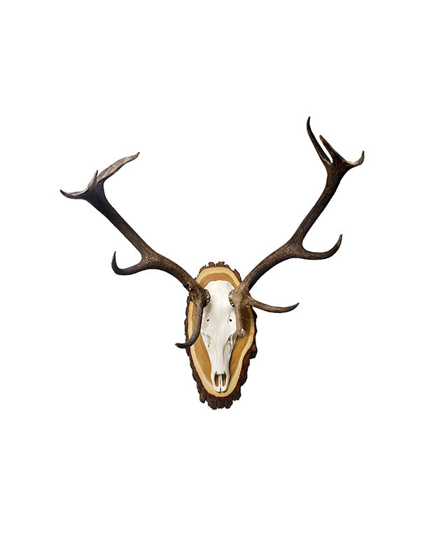 Véritable trophée de cerf élaphe